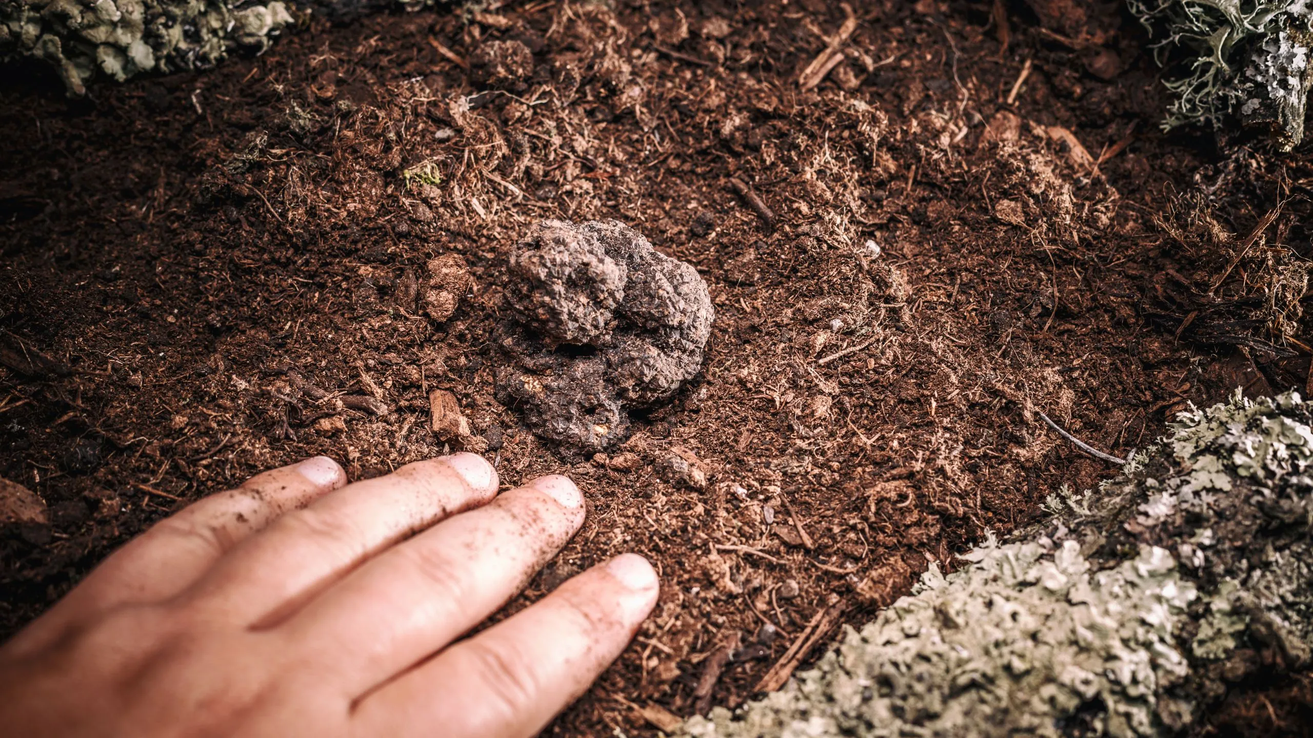 tartufo